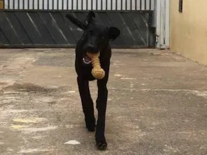 Cachorro raça SRD idade 2 a 6 meses nome Akita