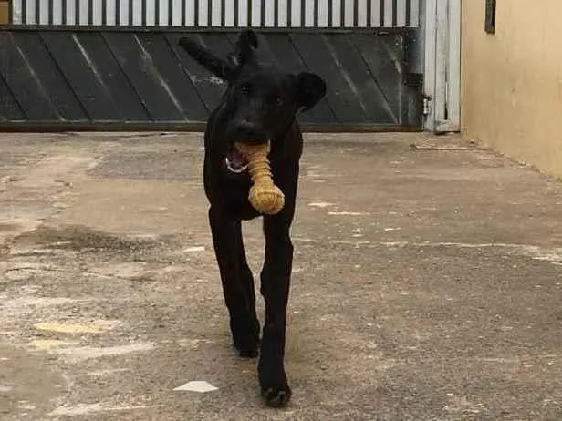 Cachorro ra a SRD idade 2 a 6 meses nome Akita