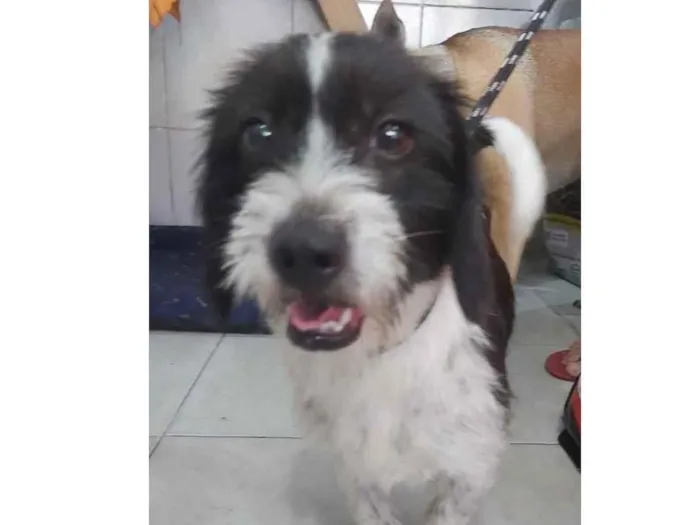 Cachorro raça SRD  idade 1 ano nome Lindinha