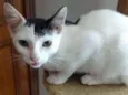 Franjinha