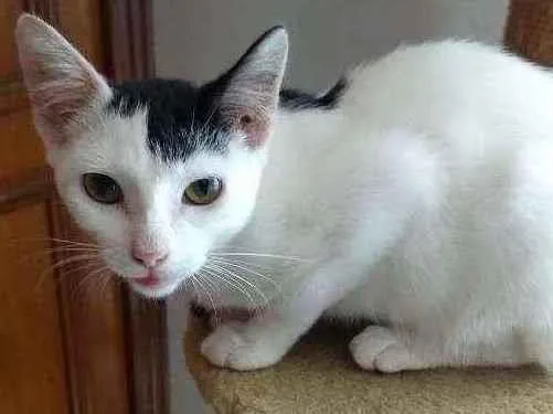 Gato ra a Srd  idade 1 ano nome Franjinha