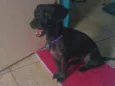 Mulan