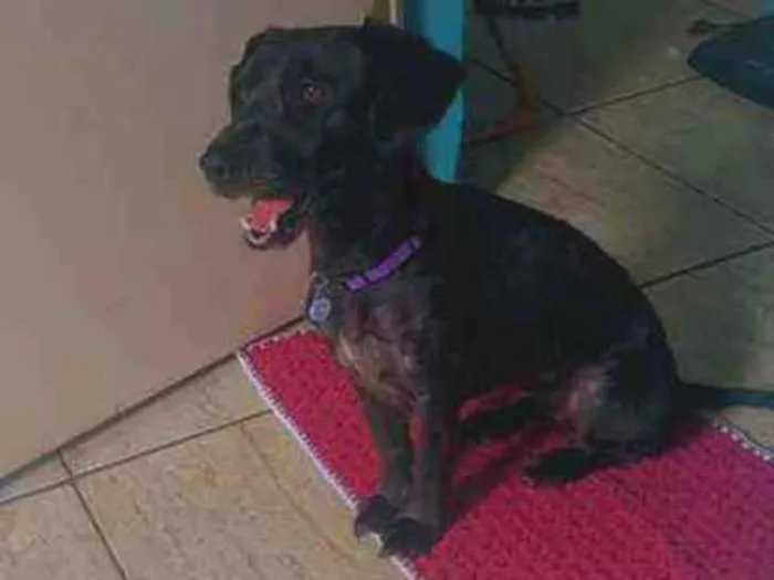 Cachorro ra a SRD idade 2 anos nome Mulan