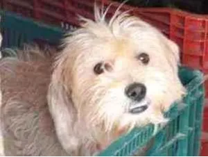 Cachorro raça Poodle com vira lata idade 2 anos nome Luck doki