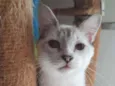 Siberiano