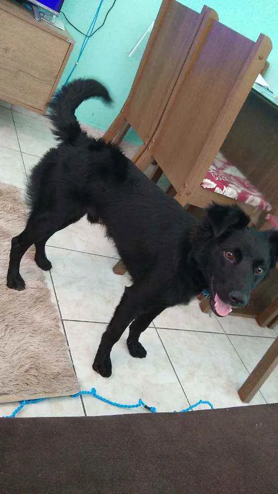 Cachorro ra a Vira lata idade 7 a 11 meses nome Duke
