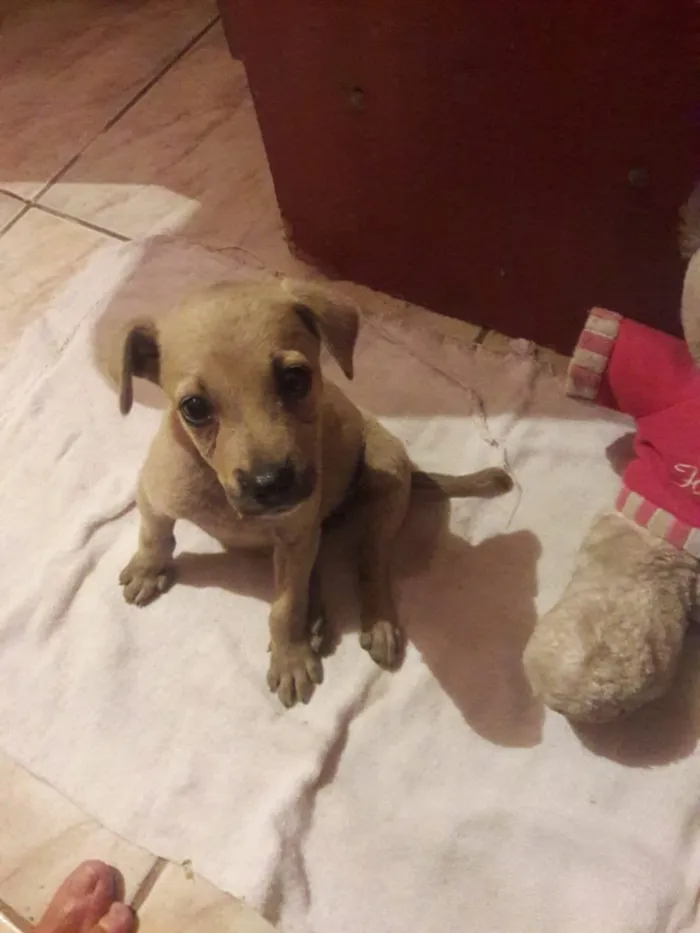 Cachorro ra a SRD-ViraLata idade 2 a 6 meses nome LUZ