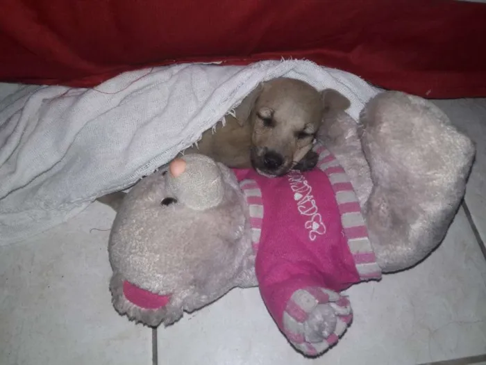 Cachorro ra a SRD-ViraLata idade 2 a 6 meses nome LUZ