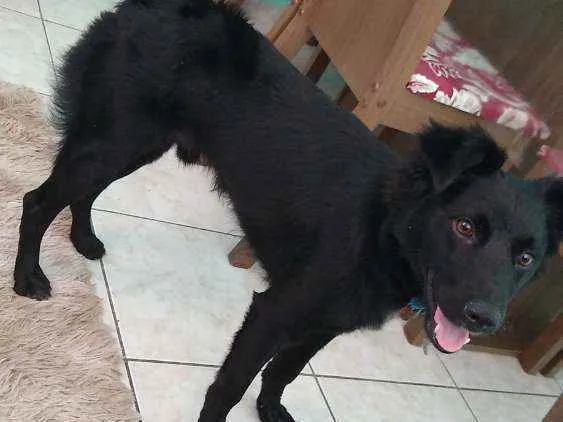 Cachorro ra a Vira lata idade 7 a 11 meses nome Duke