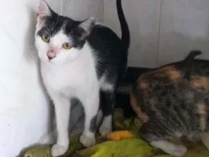 Gato raça Indefinida idade 2 a 6 meses nome Sem nomes