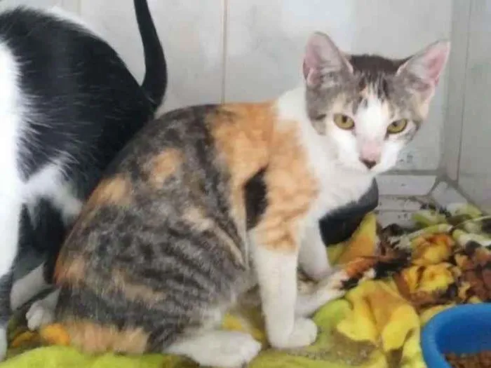 Gato ra a Indefinida idade 2 a 6 meses nome Sem nomes