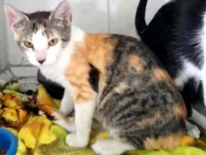 Gato raça Indefinida idade 2 a 6 meses nome Sem nomes