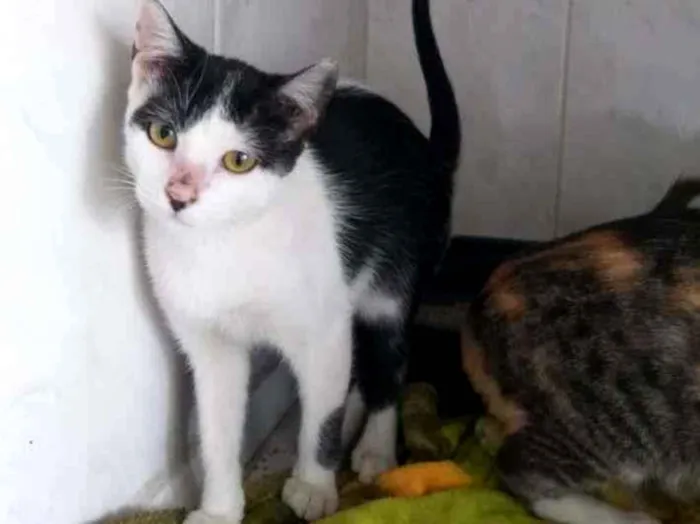 Gato ra a Indefinida idade 2 a 6 meses nome Sem nomes