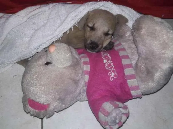 Cachorro ra a SRD-ViraLata idade 2 a 6 meses nome LUZ