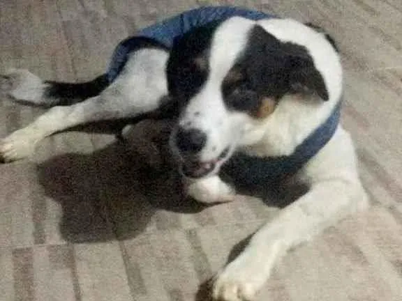 Cachorro raça Vira lata  idade 1 ano nome Ozzy