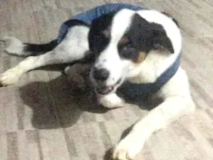 Cachorro raça Vira lata  idade 1 ano nome Ozzy