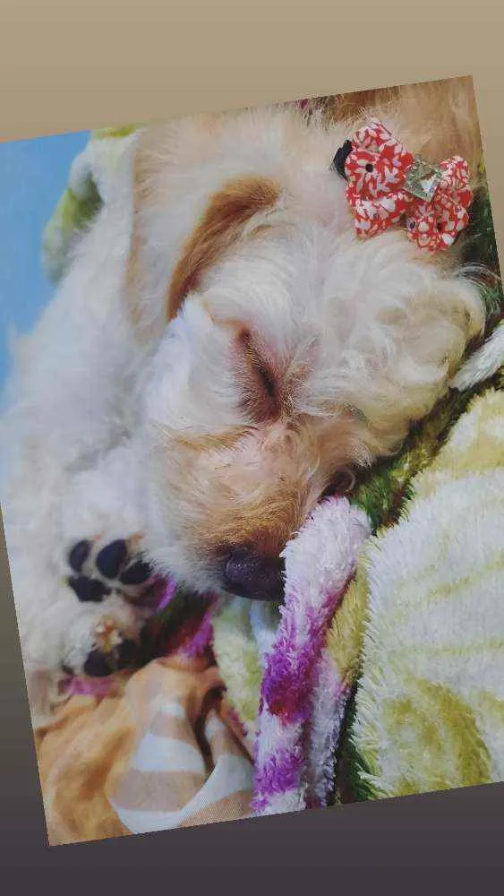 Cachorro raça Não  idade 2 a 6 meses nome CHIARA