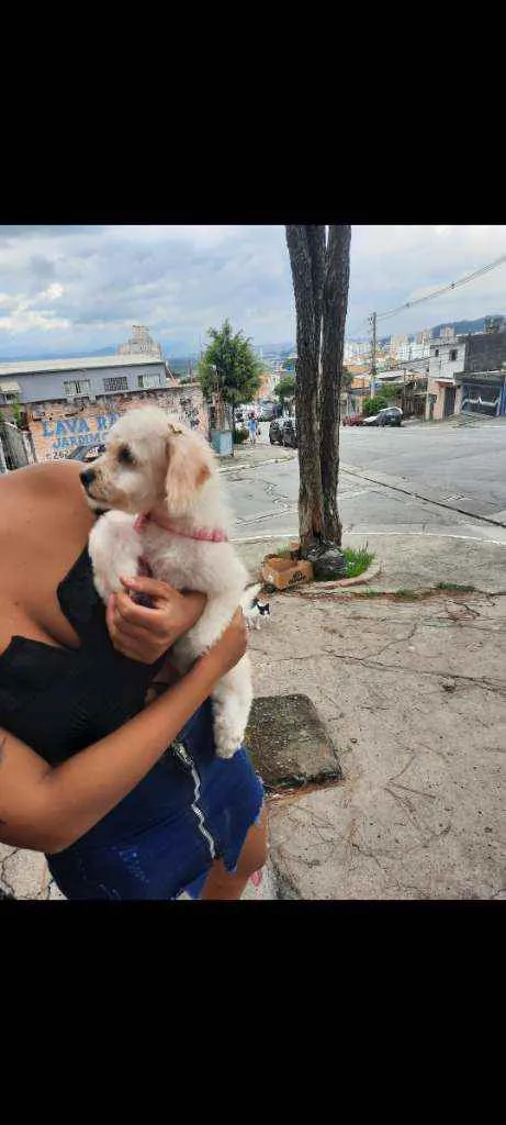 Cachorro raça Não  idade 2 a 6 meses nome CHIARA