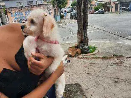 Cachorro raça Não  idade 2 a 6 meses nome CHIARA