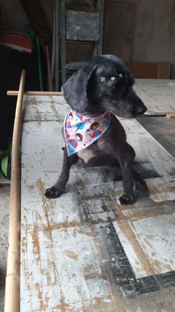 Cachorro raça Poodle idade 2 anos nome Mocinha