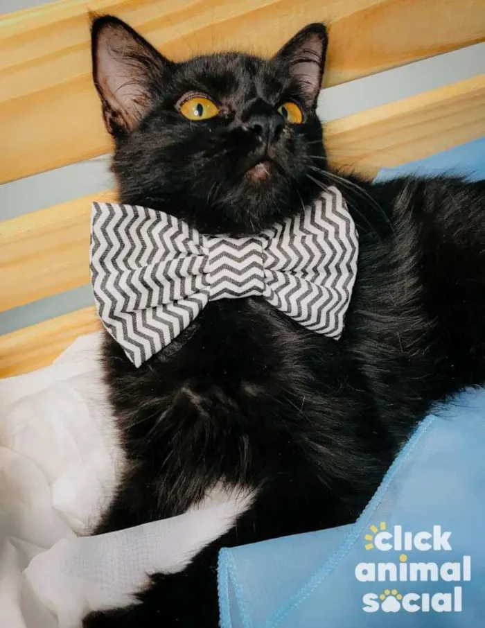 Gato ra a SRD idade 2 a 6 meses nome Shayene