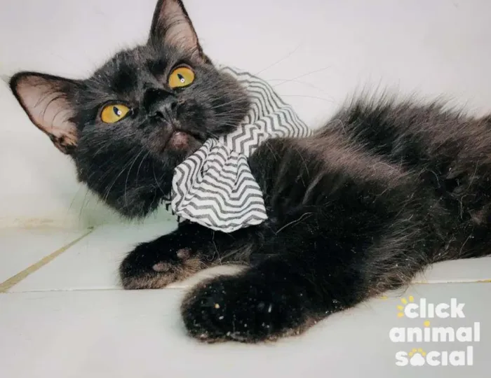 Gato ra a SRD idade 2 a 6 meses nome Shayene