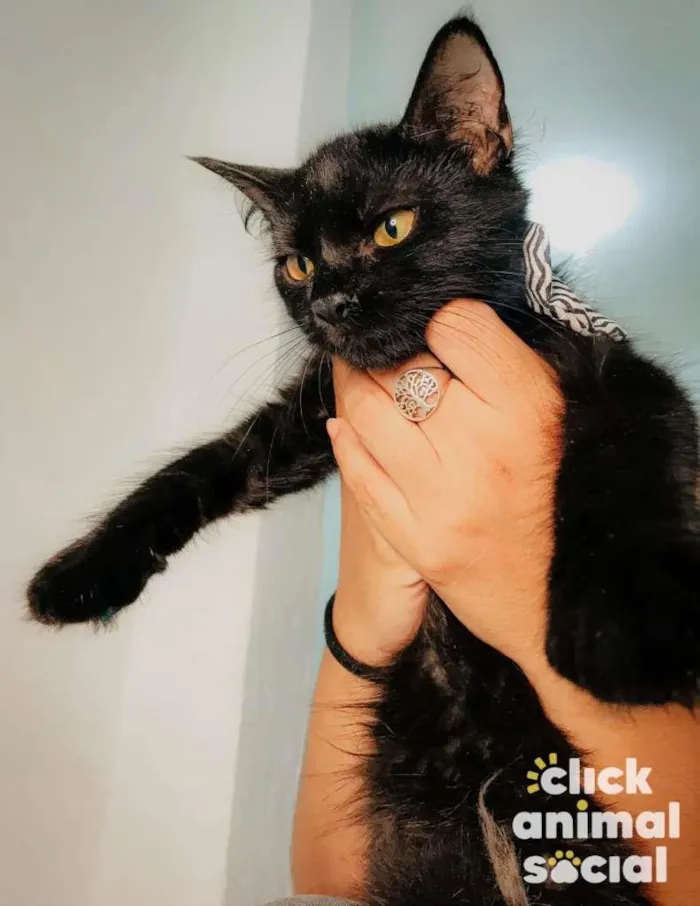 Gato ra a SRD idade 2 a 6 meses nome Shayene