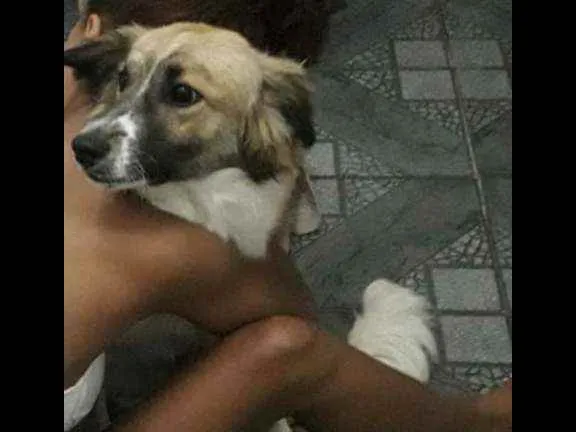 Cachorro ra a Labrador misturado com vira la idade 7 a 11 meses nome Bobby