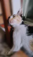 Mãe-bela e os filhot