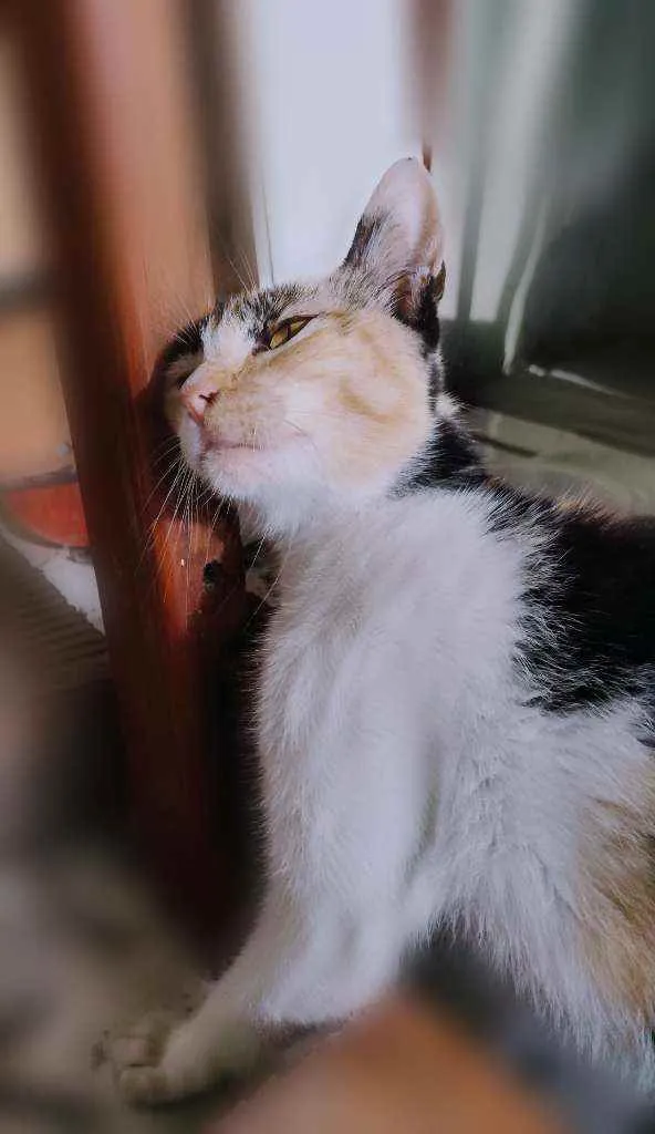 Gato raça Misturado idade 2 a 6 meses nome Mãe-bela e os filhot