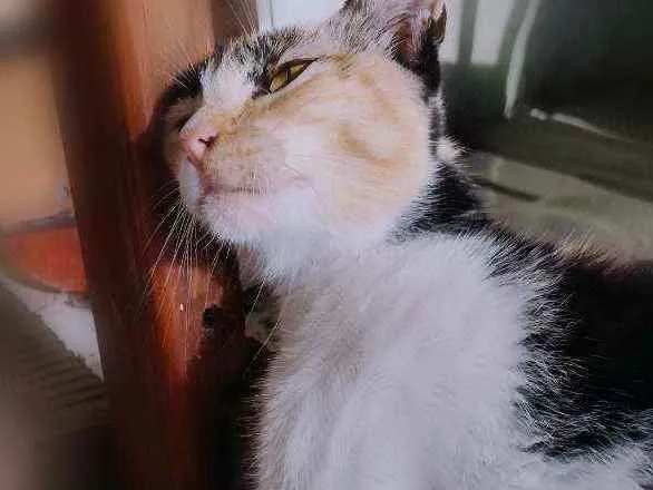 Gato raça Misturado idade 2 a 6 meses nome Mãe-bela e os filhot