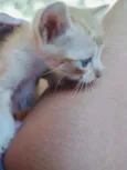Mãe-bela e os filhot