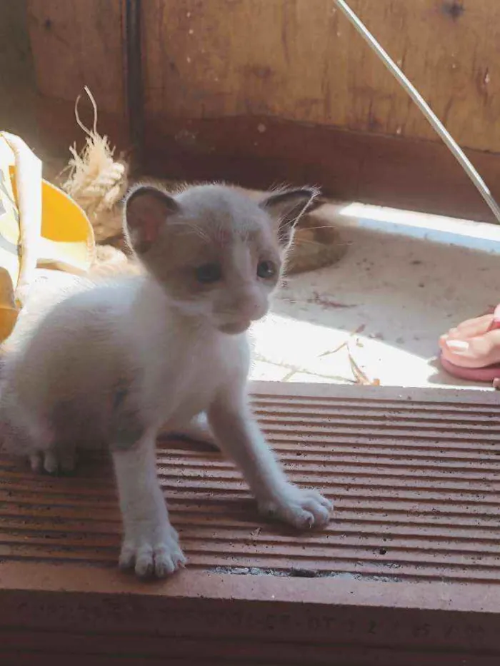 Gato raça Misturado idade 2 a 6 meses nome Mãe-bela e os filhot