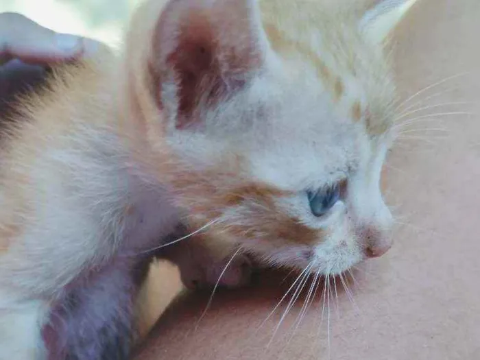 Gato raça Misturado idade 2 a 6 meses nome Mãe-bela e os filhot