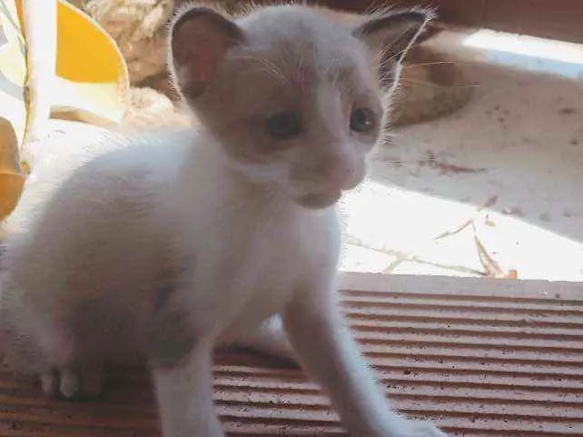 Gato raça Misturado idade 2 a 6 meses nome Mãe-bela e os filhot