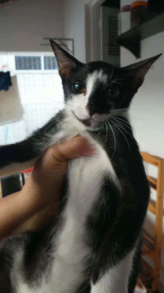Gato ra a Sem raça definida idade 2 a 6 meses nome Sem nome