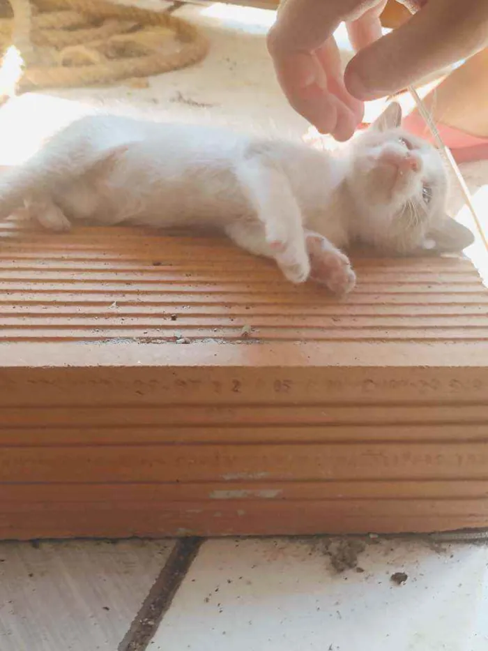 Gato raça Misturado idade 2 a 6 meses nome Mãe-bela e os filhot