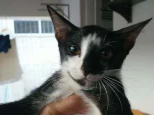 Gato raça Sem raça definida idade 2 a 6 meses nome Sem nome