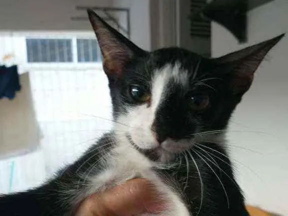 Gato ra a Sem raça definida idade 2 a 6 meses nome Sem nome