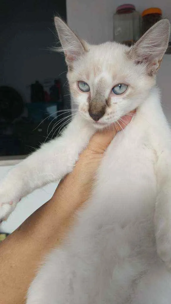 Gato ra a Não definida idade 2 a 6 meses nome Sem nome