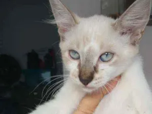 Gato raça Não definida idade 2 a 6 meses nome Sem nome