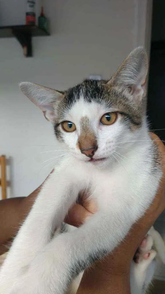 Gato ra a Não definida idade 2 a 6 meses nome Sem nome