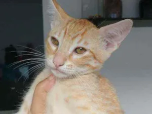 Gato raça Não definida idade 2 a 6 meses nome Sem nome