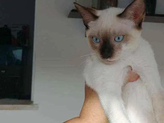 Gato ra a Não definida idade 2 a 6 meses nome Sem nome