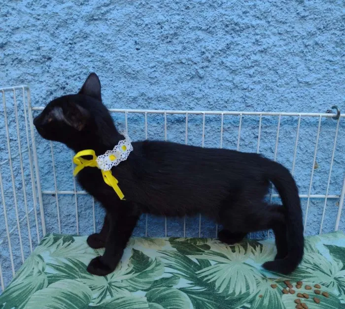 Gato raça SRD-ViraLata idade 2 a 6 meses nome KIARA