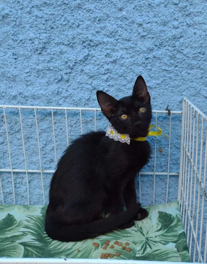 Gato raça SRD-ViraLata idade 2 a 6 meses nome KIARA