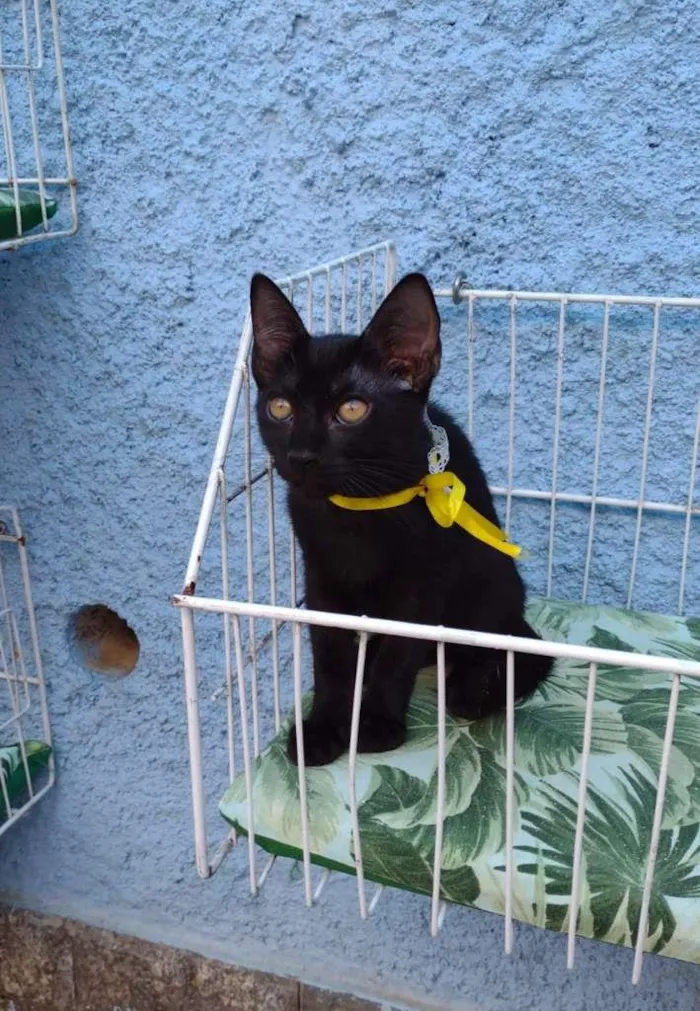 Gato raça SRD-ViraLata idade 2 a 6 meses nome KIARA