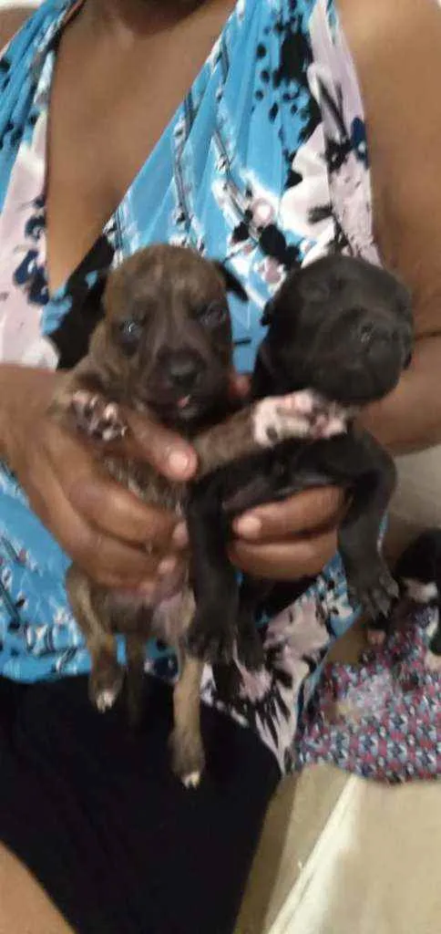 Cachorro raça Vira latas idade Abaixo de 2 meses nome Sem nomes