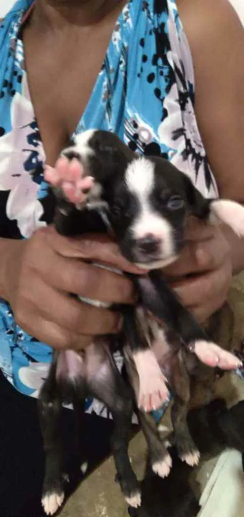 Cachorro raça Vira latas idade Abaixo de 2 meses nome Sem nomes