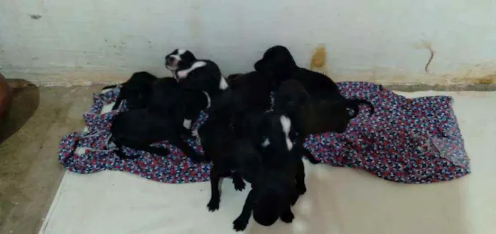 Cachorro raça Vira latas idade Abaixo de 2 meses nome Sem nomes